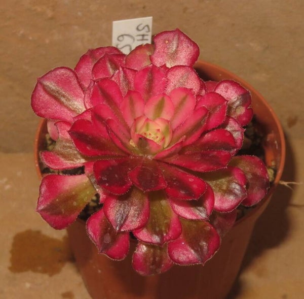 Aeonium 'Atropurpureum' SCHWARZKOPF variegata