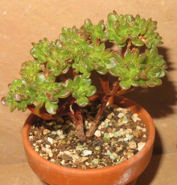 Aeonium arnoldii cristata