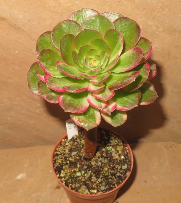Aeonium cv variegata