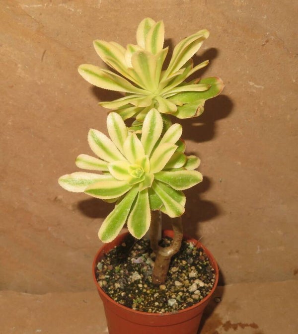 Aeonium arboreum variegata