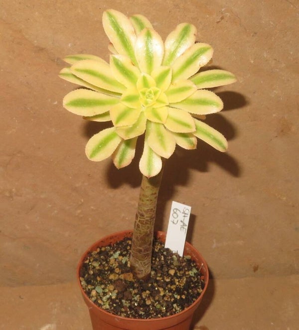 Aeonium arboreum variegata