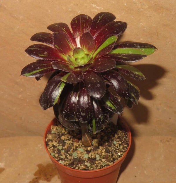 Aeonium arboreum cv Big Bang