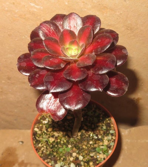 Aeonium cv Kilimanjaro variegata