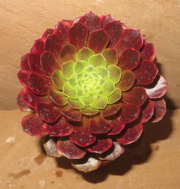 Aeonium cv Festival - Fiesta variegata