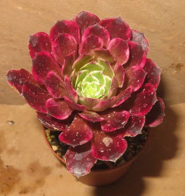 Aeonium cv Ink Painting variegata
