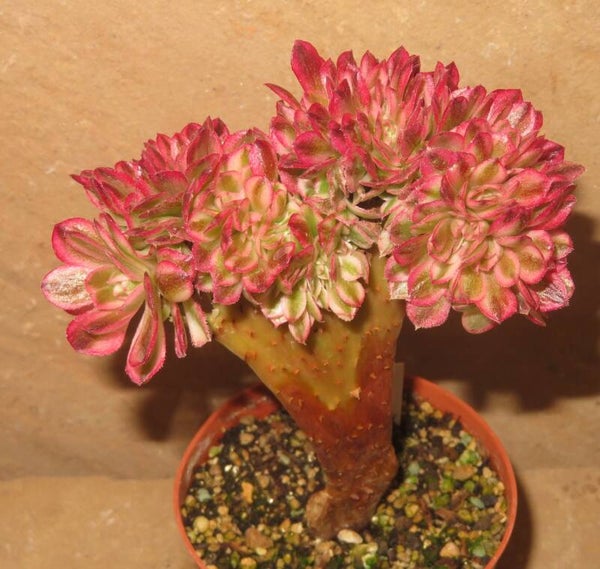 Aeonium cv Magic Candle cristata variegata
