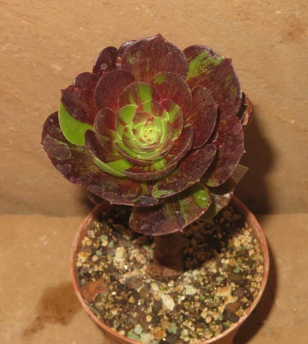 Aeonium cv Hallowen Big Bang variegata