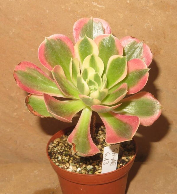 Aeonium cv River Stone variegata