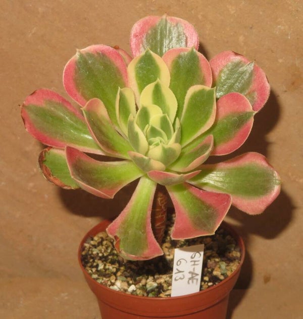 Aeonium cv River Stone variegata