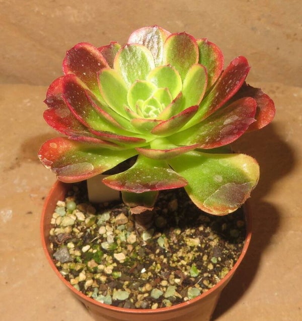 Aeonium cv Milky White variegata