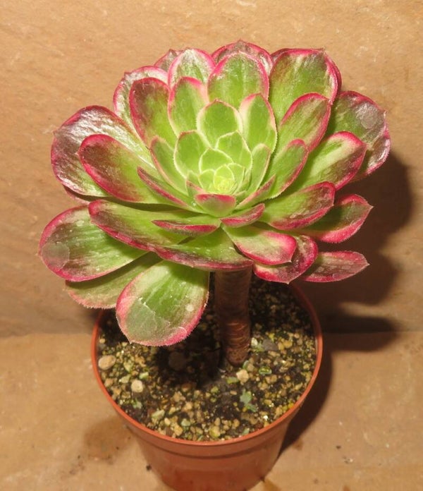 Aeonium cv Kaleidoscope variegata