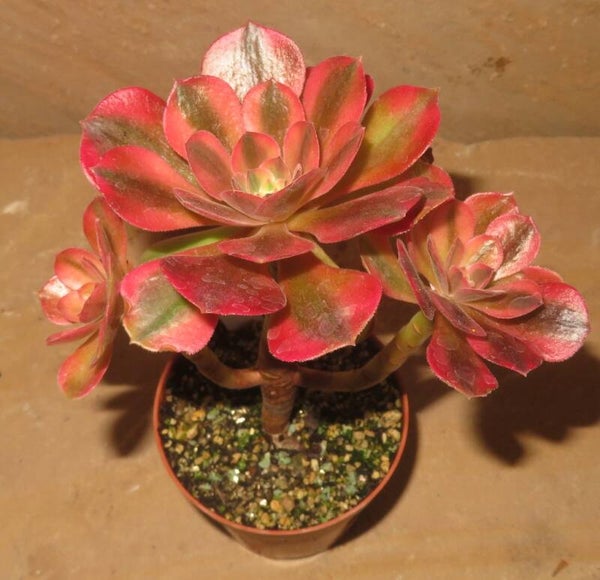 Aeonium cv Athena variegata