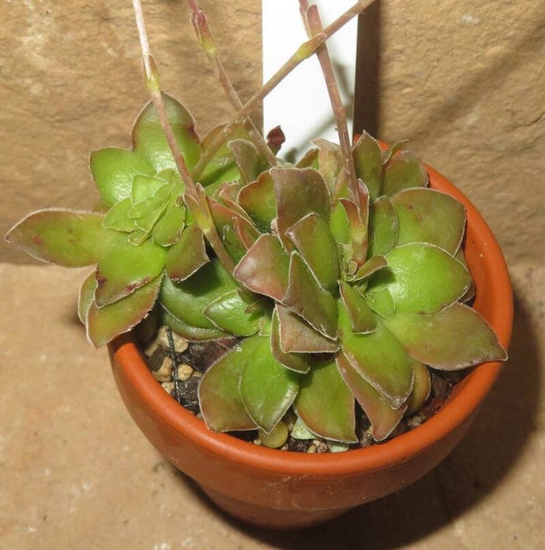 Crassula orbicularis