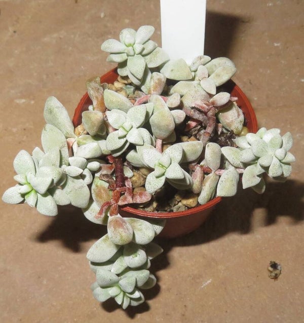 Crassula deltoidea