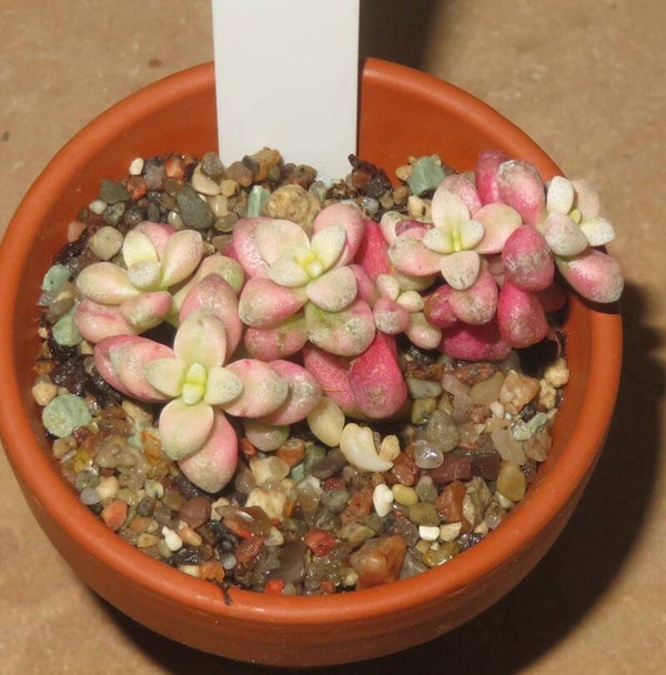 Crassula deltoidea variegata