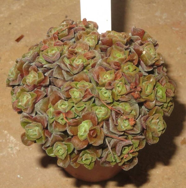Crassula cv Dorothy