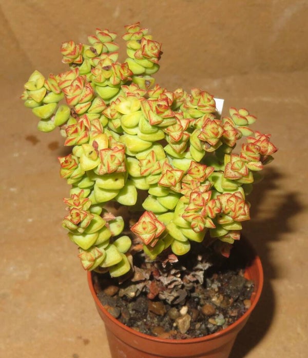 Crassula brevifolia