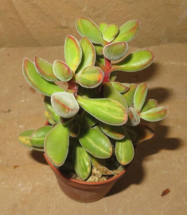 Crassula rogersii variegata
