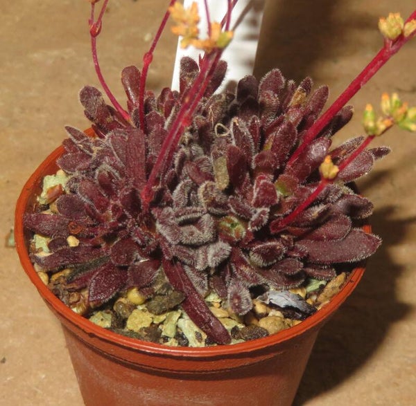 Crassula pubescens
