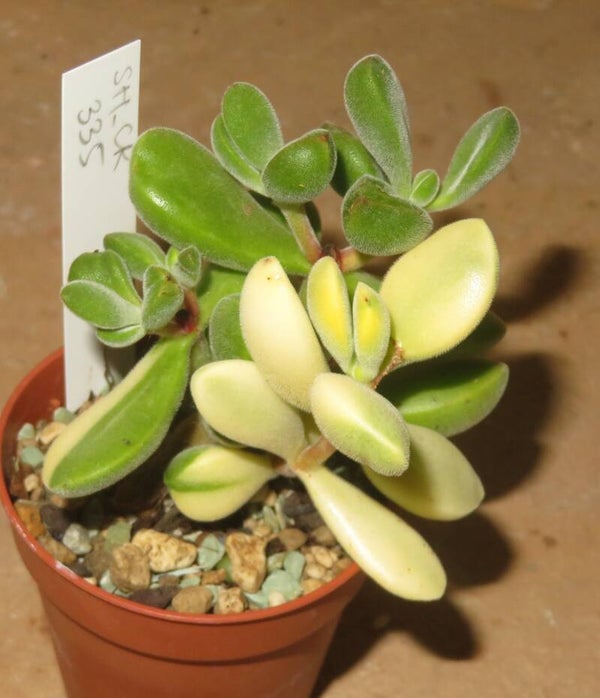Crassula rogersii variegata