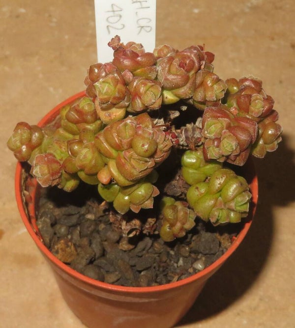 Crassula marchandii