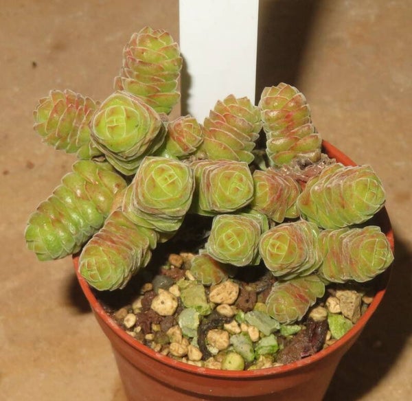 Crassula columella