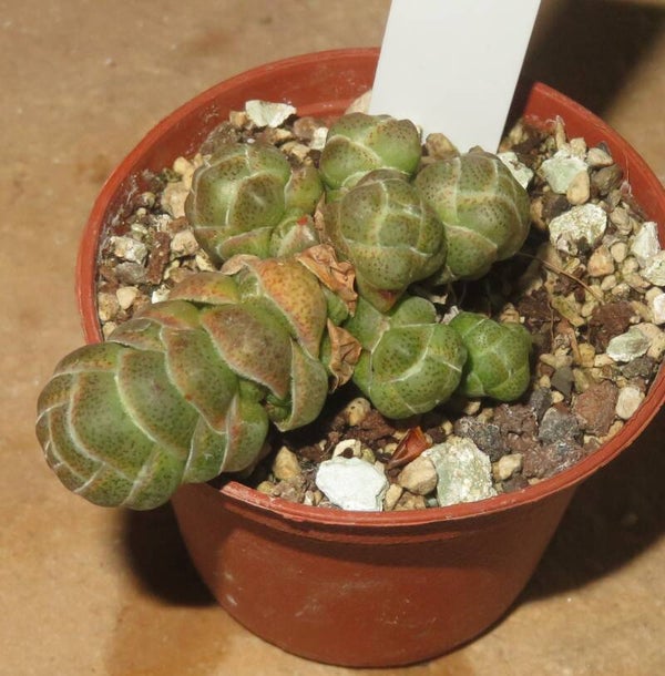 Crassula teres - barklyi
