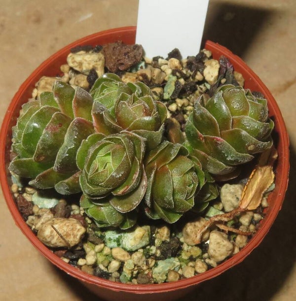 Crassula cv Emerald