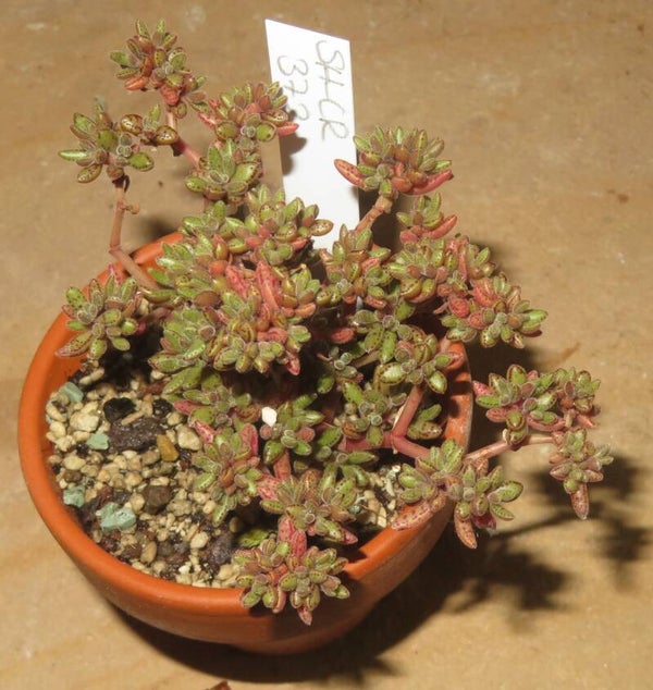 Crassula humbertii