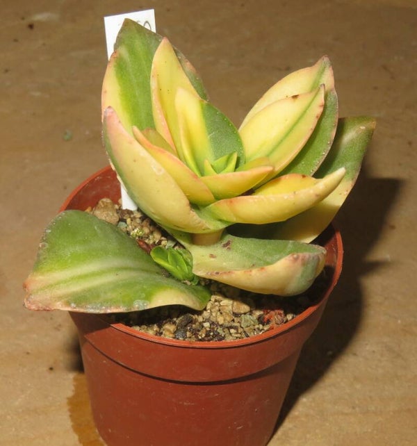 Crassula lactea variegata
