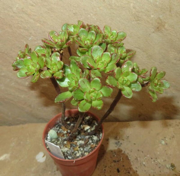 Aeonium arnoldii