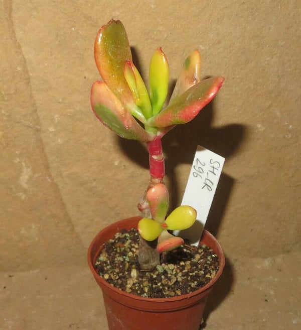 Crassula argentea cv Hobbit variegata