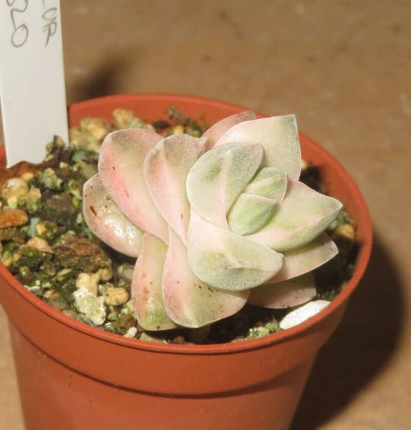 Crassula cv Mooglow variegata