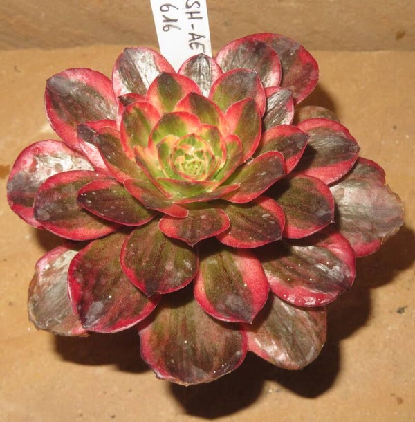 Aeonium cv Charm Golden Rose variegata