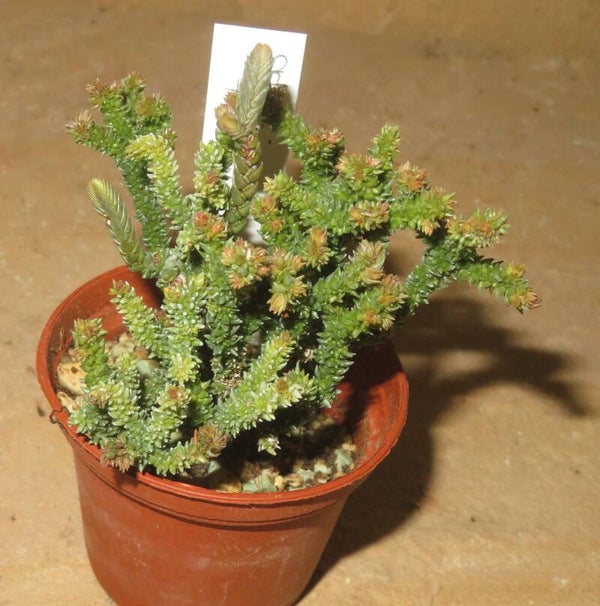 Crassula lycopodioides monstrosa