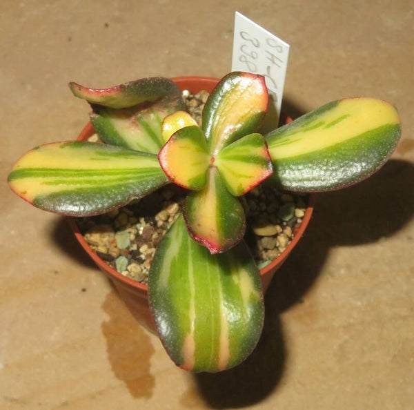 Crassula argentea cv Mikaeri Bijin variegata