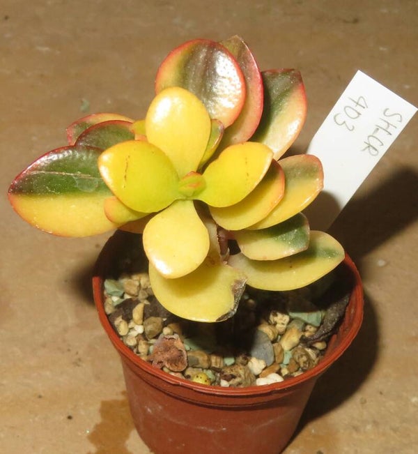 Crassula argentea minor cv Majiko Gorudo variegata
