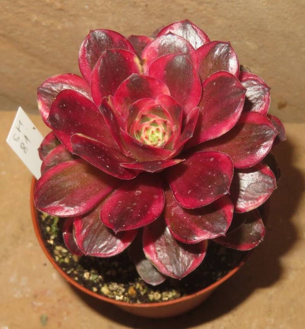 Aeonium cv Charm Golden Rose variegata