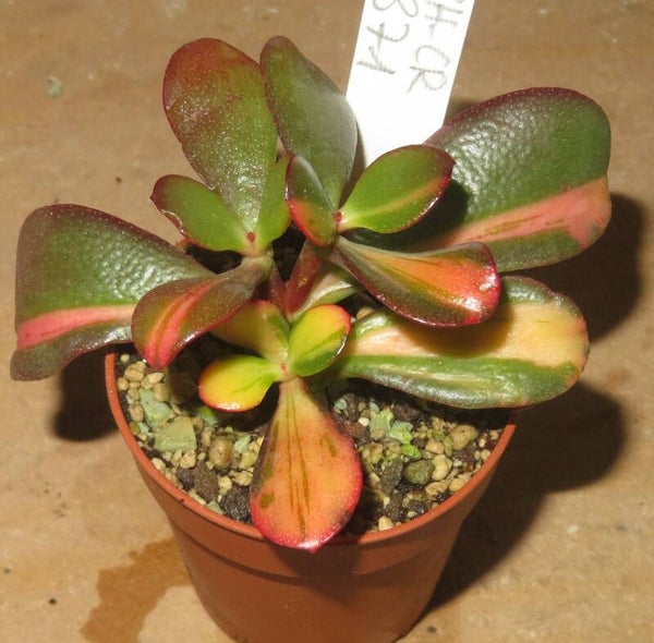 Crassula argentea cv Mikaeri Bijin variegata
