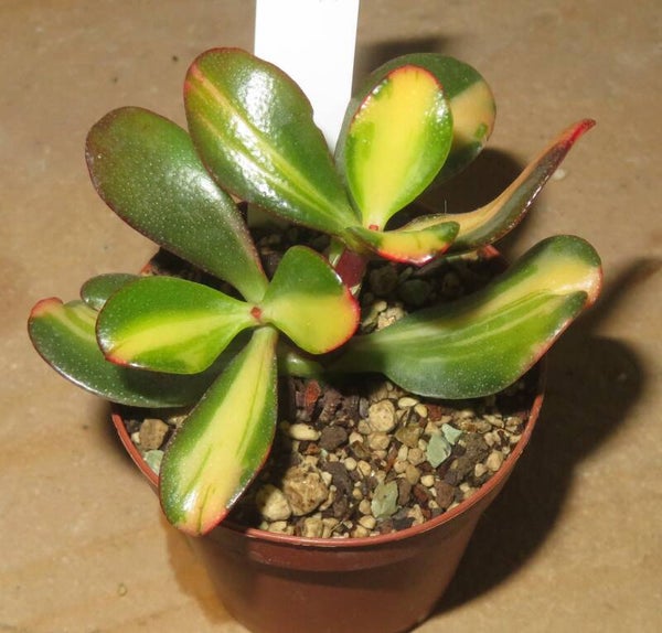 Crassula argentea cv Mikaeri Bijin variegata