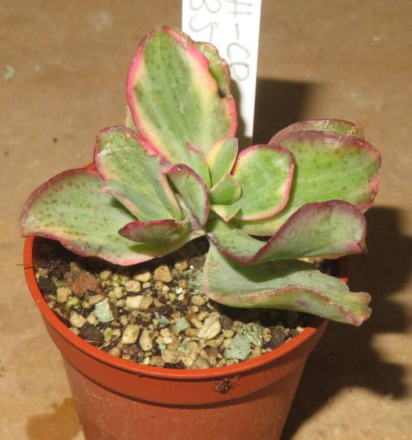 Crassula arborescens undulata variegata