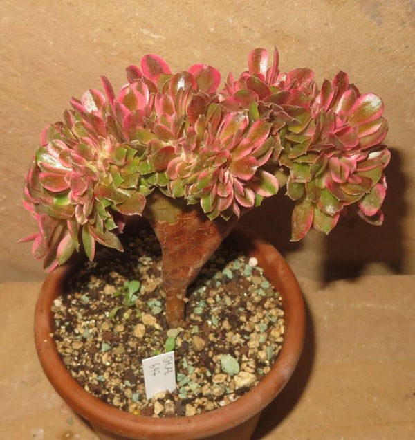 Aeonium cv Athena cristata variegata