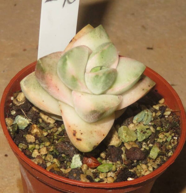 Crassula cv Mooglow variegata