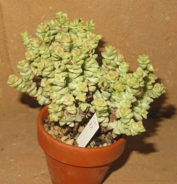 Crassula brevifolia variegata