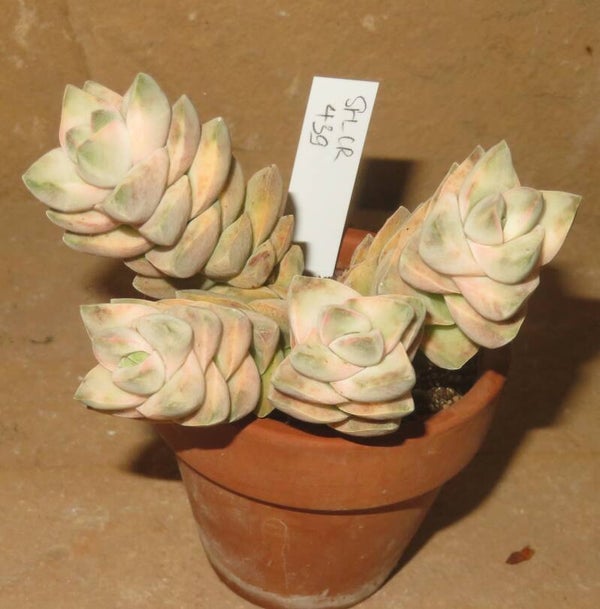 Crassula cv Mooglow variegata