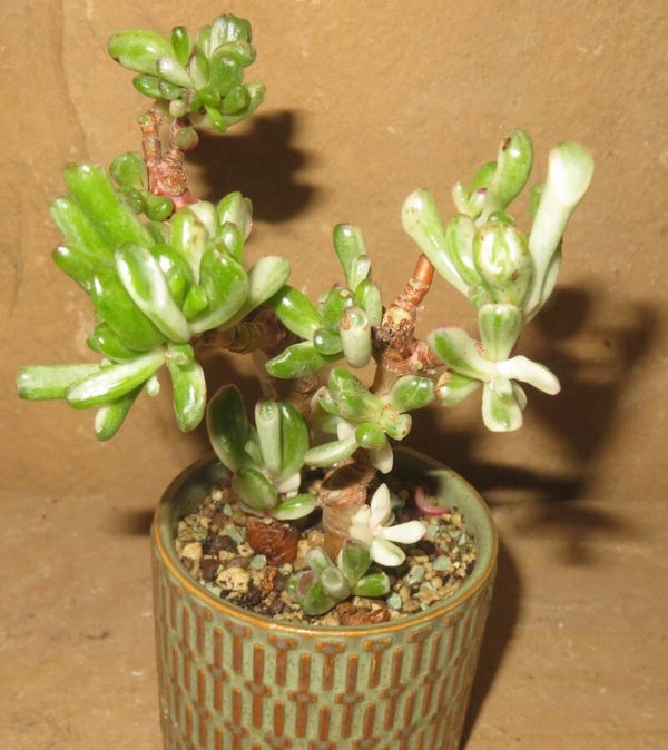 Crassula argentea cv Gollum variegata