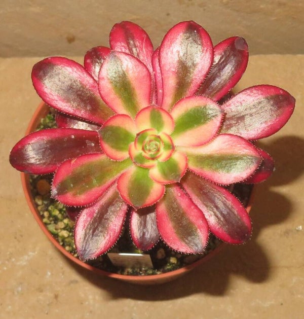 Aeonium cv Chanel variegata