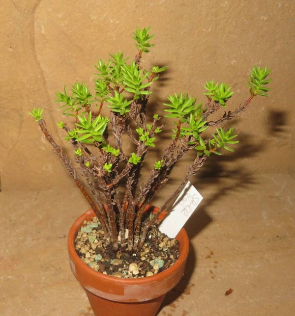 Crassula sarcocaulis