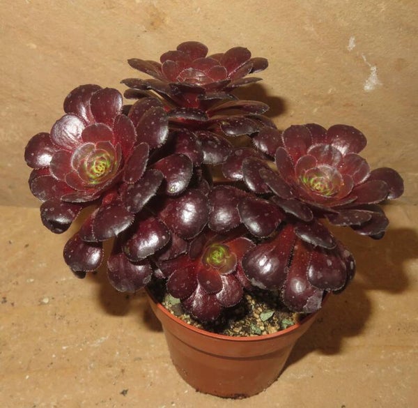 Aeonium cv Morticia