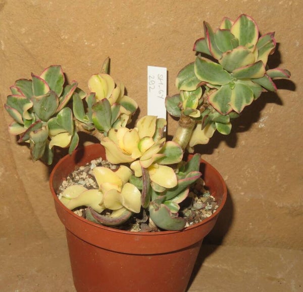 Crassula arborescens undulata variegata
